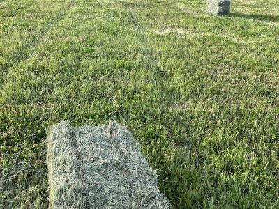 Grass/alfalfa mix