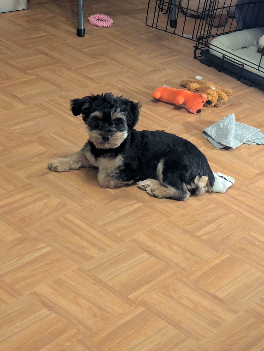 Yorkiepoo for sale