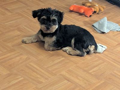 Yorkiepoo for sale