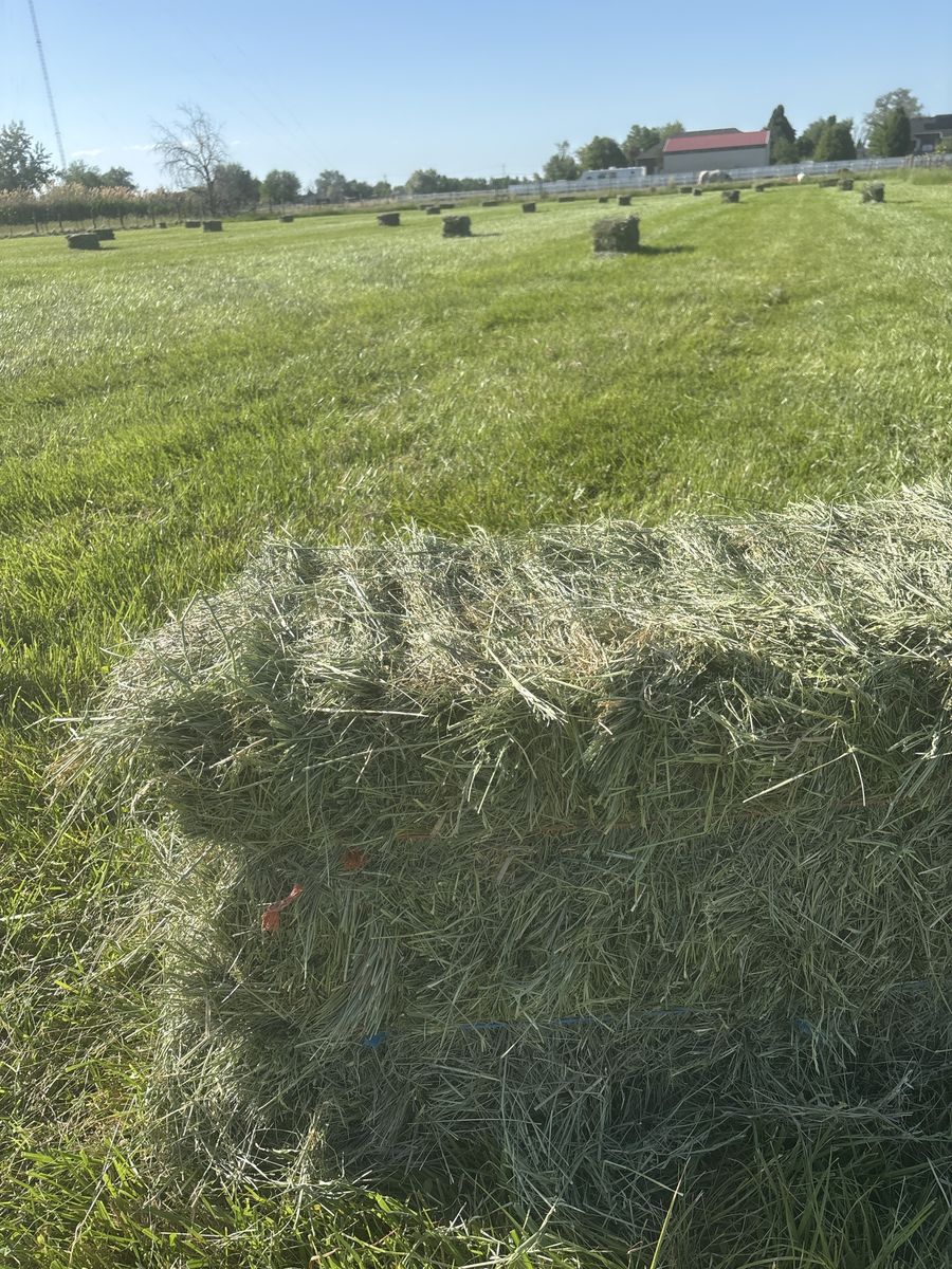 Hay