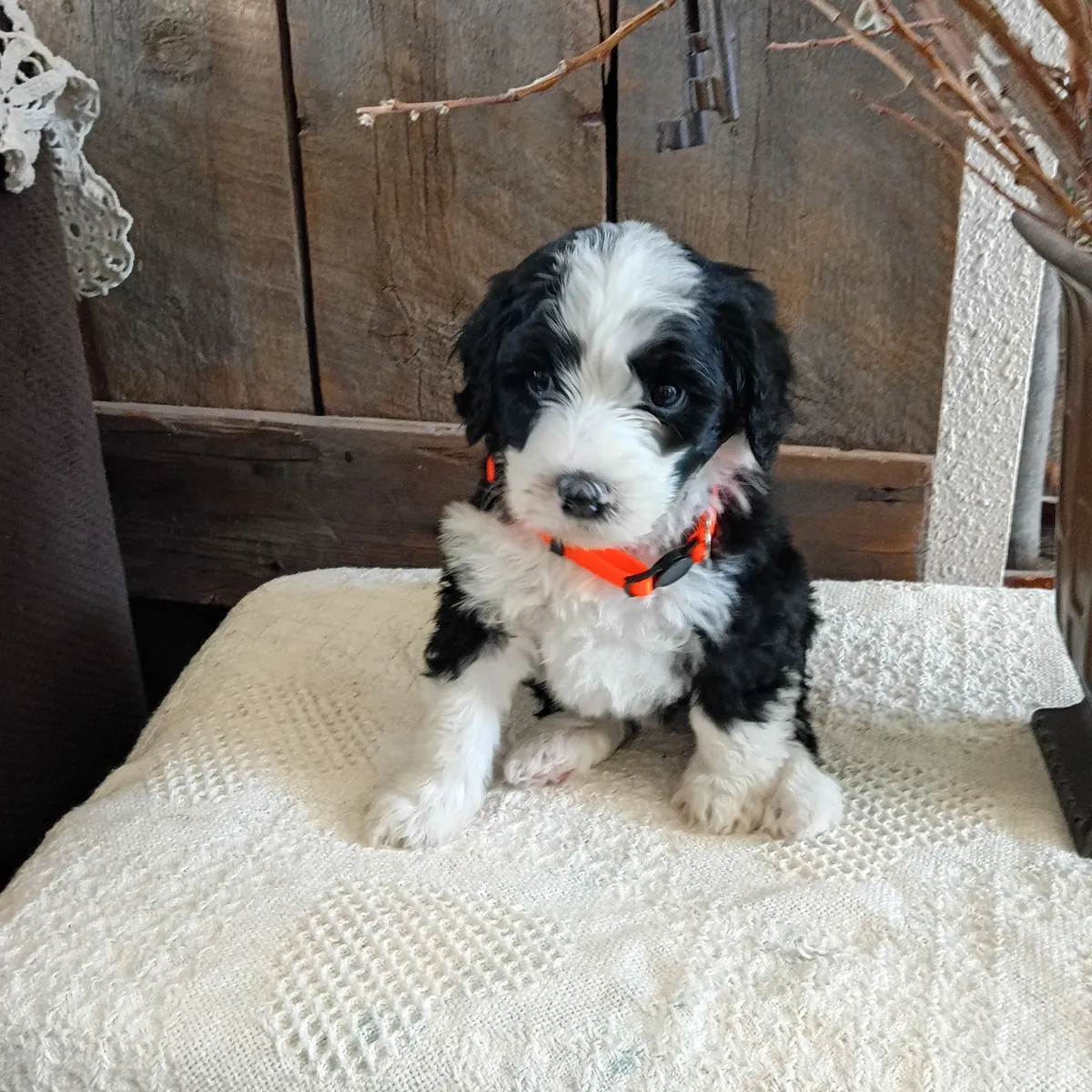 Mini bernedoodle puppies
