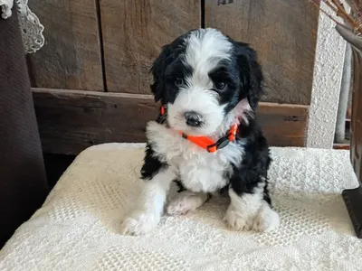 Mini bernedoodle puppies