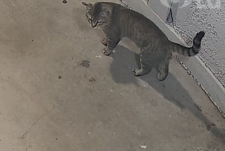 Found, Gray tabby cat, Male, not neutered