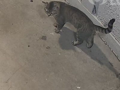 Found, Gray tabby cat, Male, not neutered