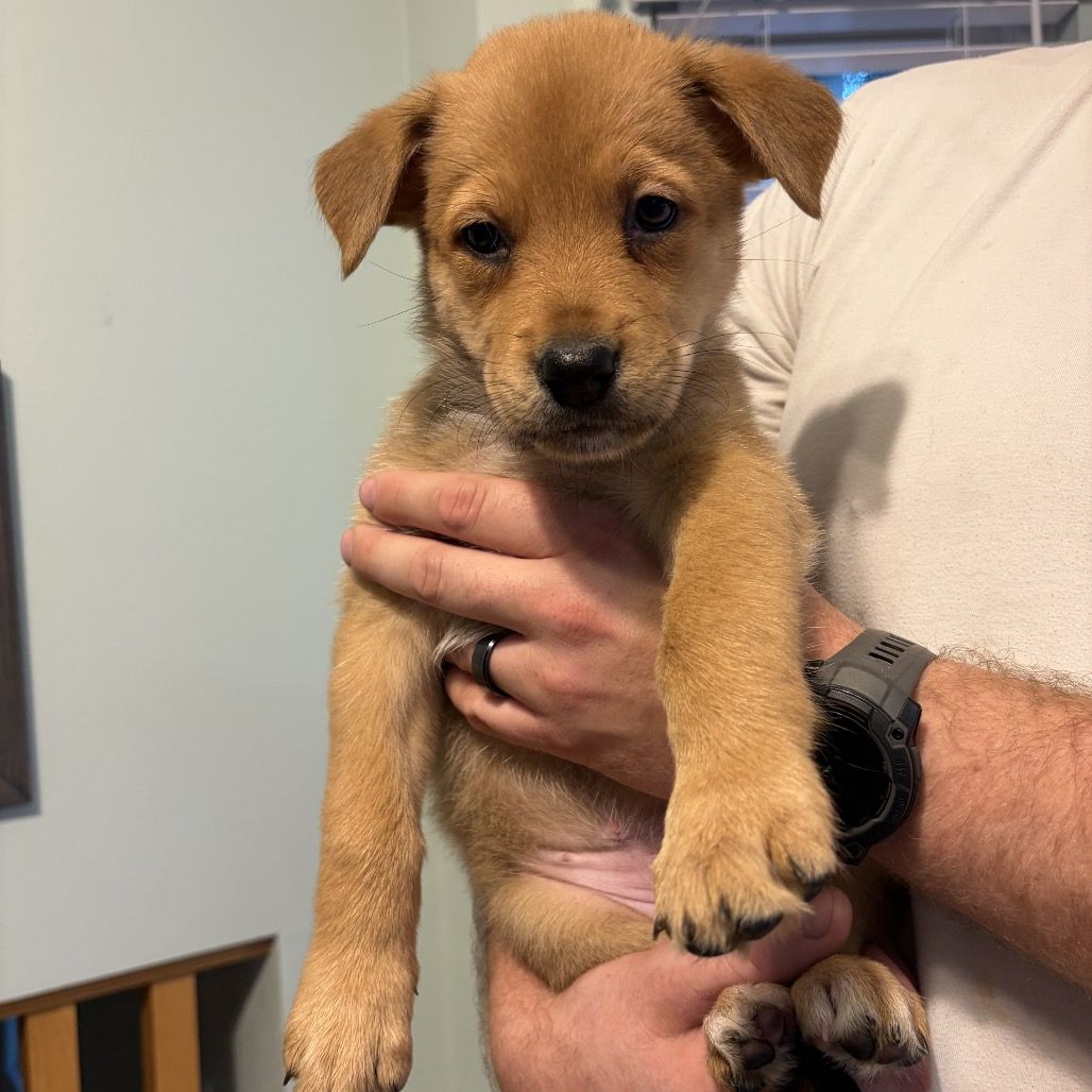 Hello my name is Lily (cream)