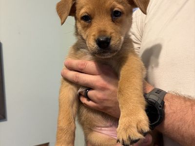 Hello my name is Lily (cream)