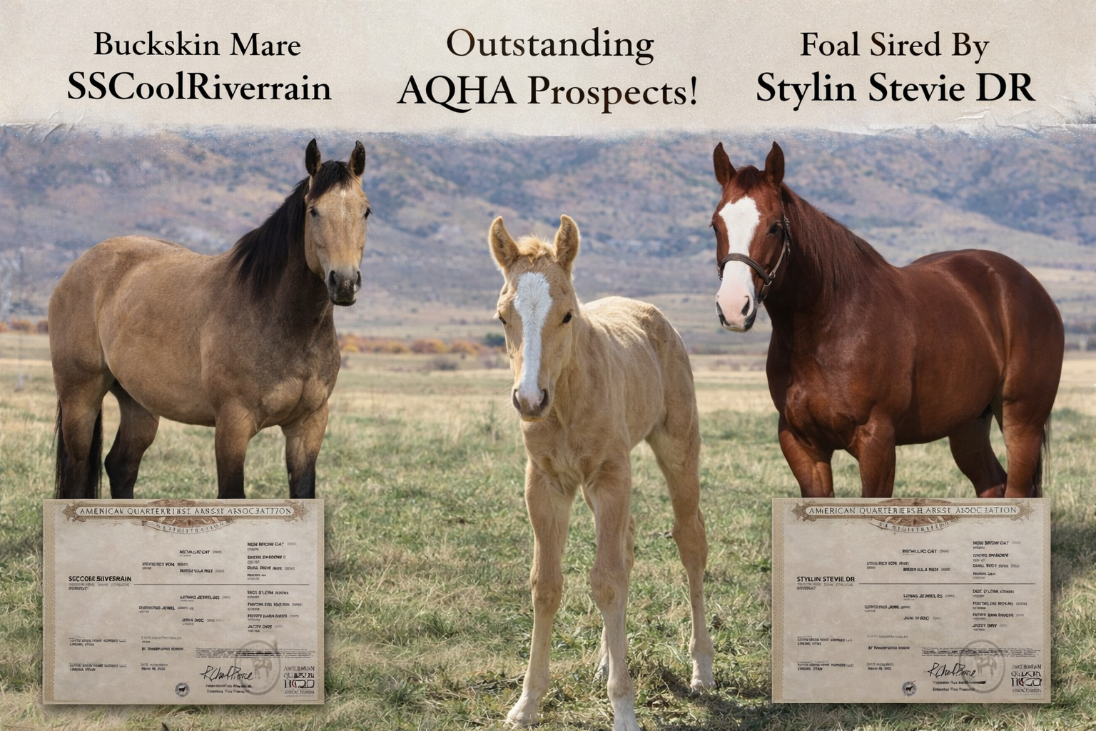 2026 AQHA STUD COLT