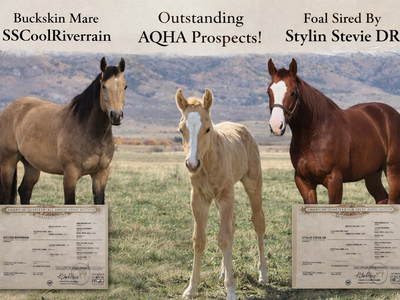 2026 AQHA STUD COLT