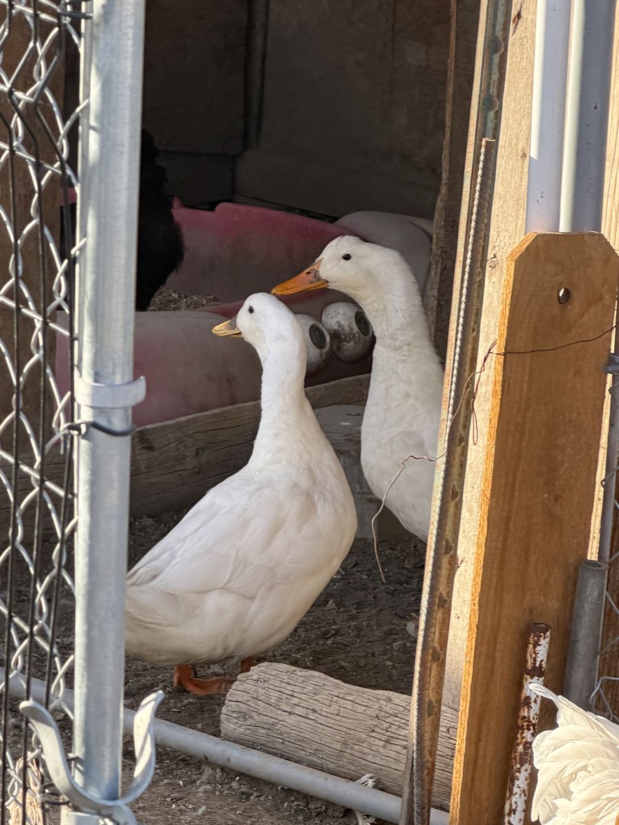 2 male Ducks