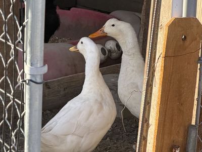 2 male Ducks