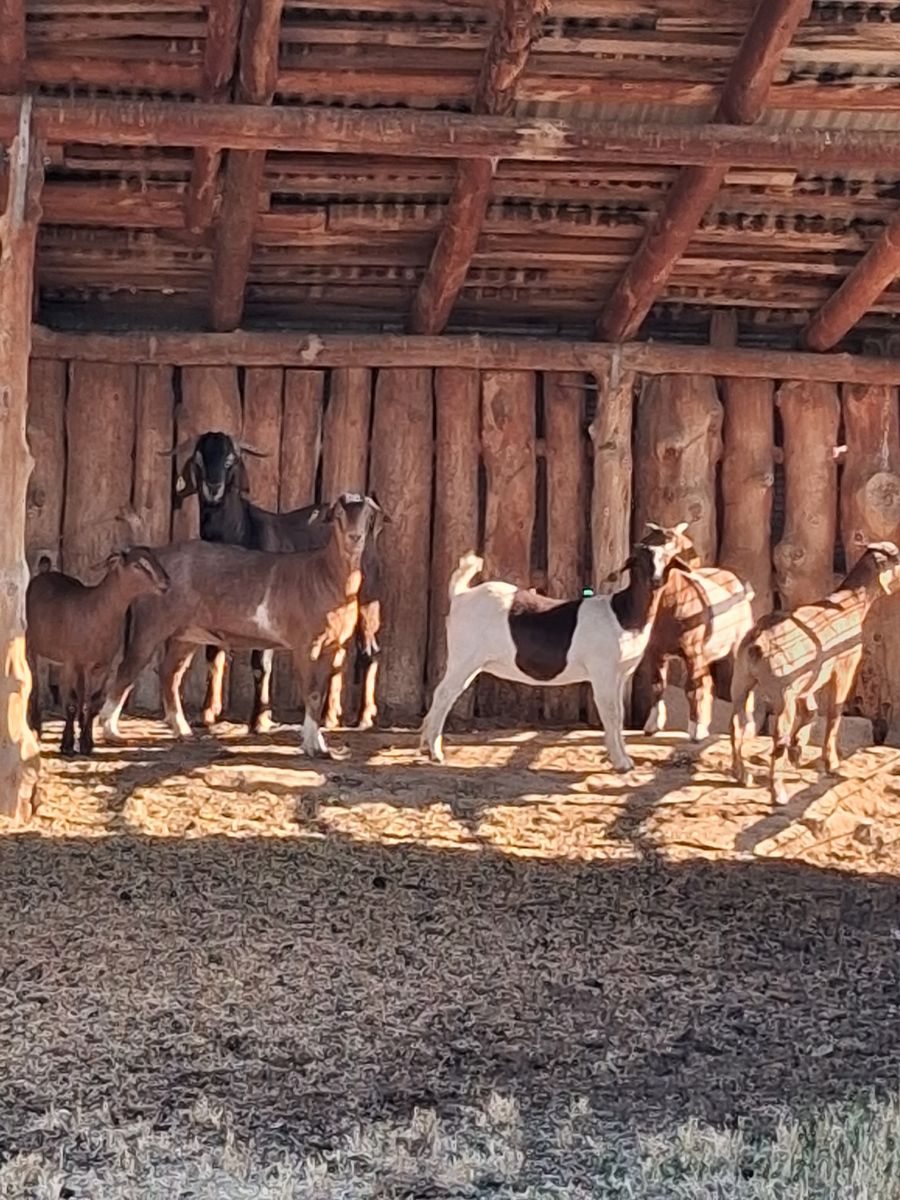 6 goats for sale