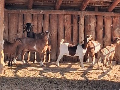 6 goats for sale