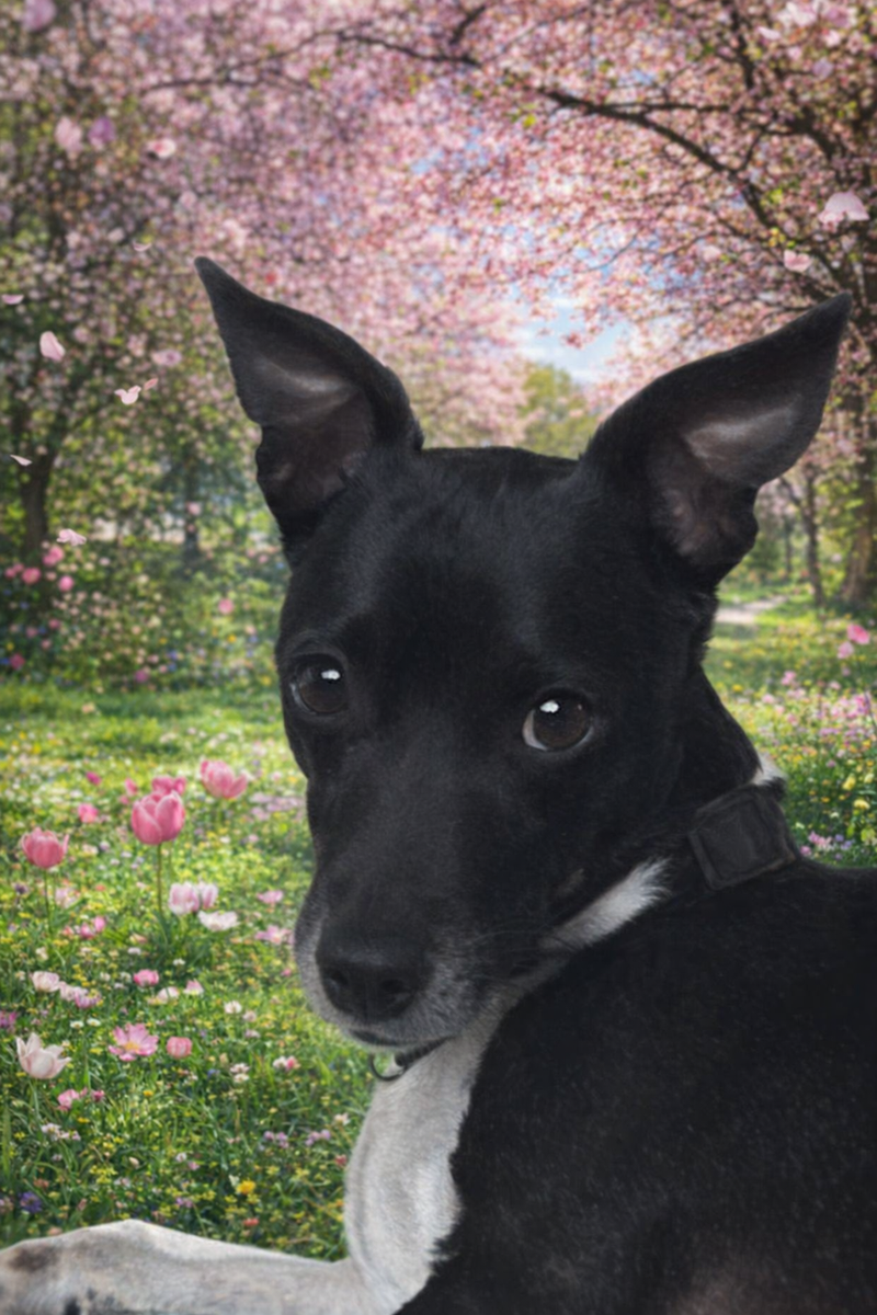 Bart - Rat Terrier Mix - Available for Adoption