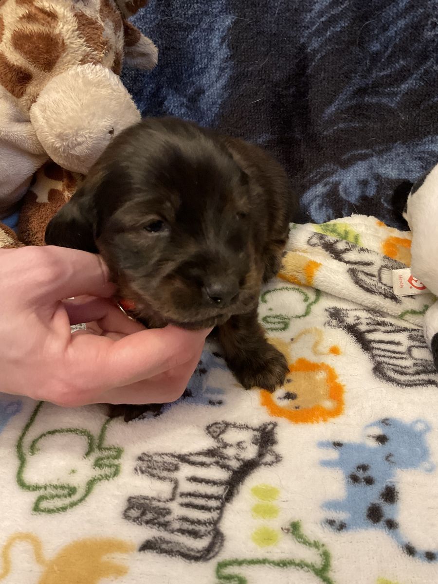 AKC Long Hair Male Dachshund