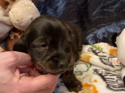 AKC Long Hair Male Dachshund