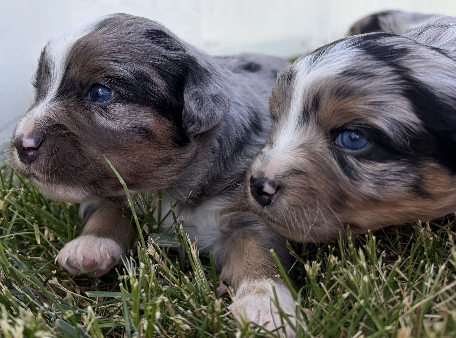 Blue Merle Australian Shepherd Puppies