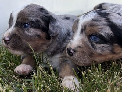 Blue Merle Australian Shepherd Puppies
