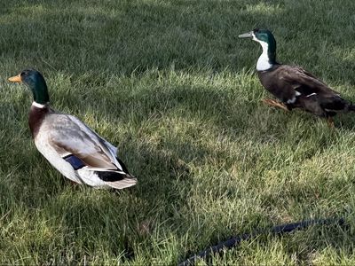 Free Ducks!