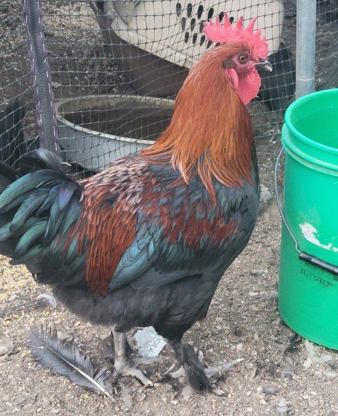 Large Black Copper Maran Roosters