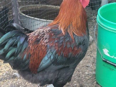 Large Black Copper Maran Roosters