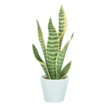 Snake plants - x2 - original $40 from Home Depot - make offer