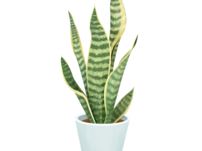 Snake plants - x2 - original $40 from Home Depot - make offer