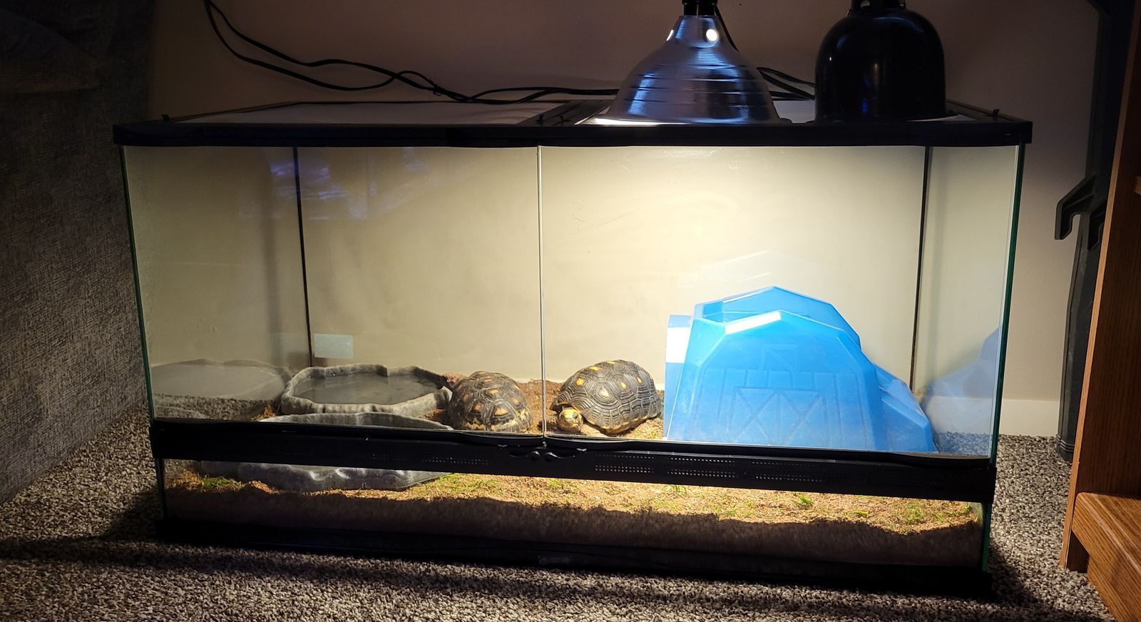 2 Red Footed Tortoises + Enclosure 