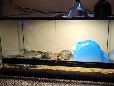 2 Red Footed Tortoises + Enclosure