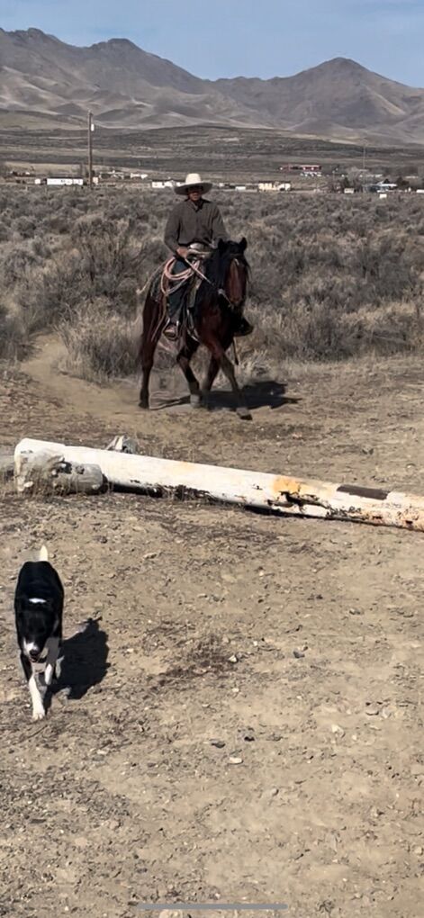 3 Year Old Filly Mustang