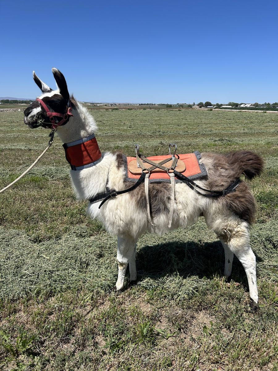 Pack Llamas & Gear