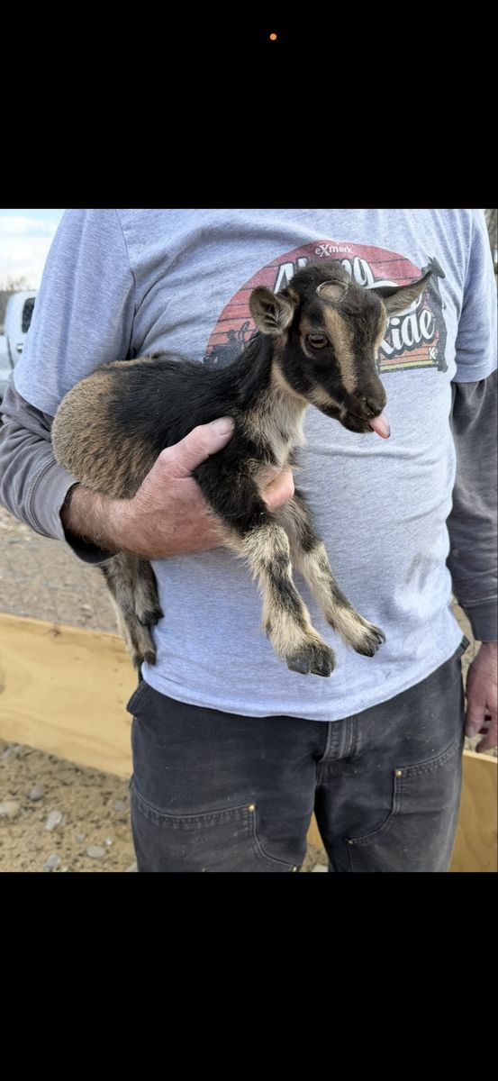 ADGA Nigerian dwarf doeling
