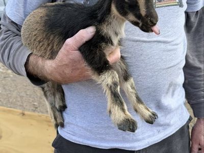 ADGA Nigerian dwarf doeling