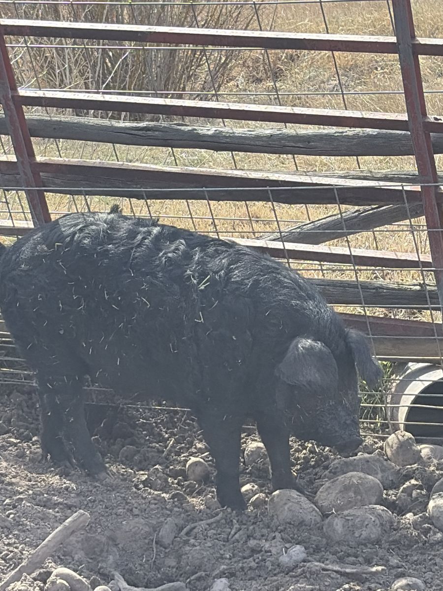 Maglista Hampshire cross