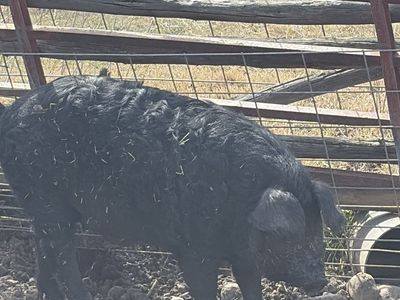 Maglista Hampshire cross