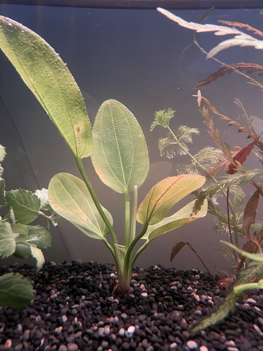 Aquarium Plant Trade