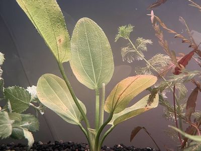 Aquarium Plant Trade