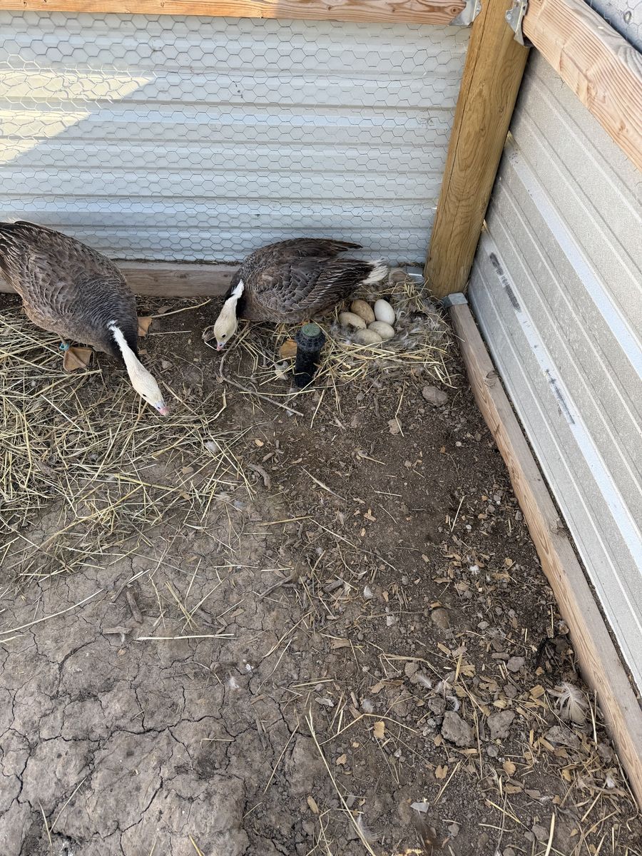 Emperor geese