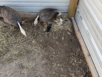 Emperor geese
