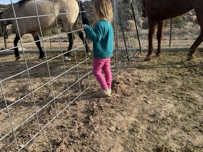 ISO unwanted farm animals