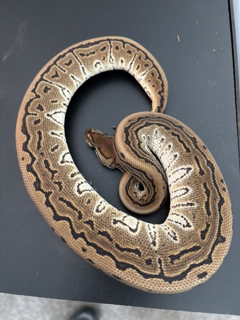 Pinstripe HRA Female Ball Python