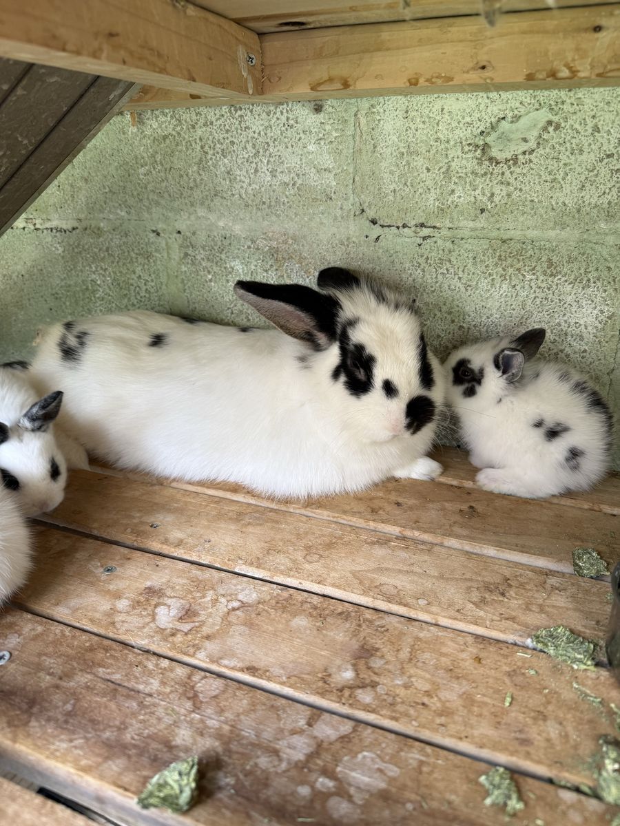 Bunnies lionhead 45.00