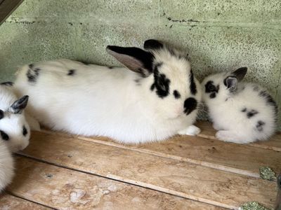 Bunnies lionhead 45.00
