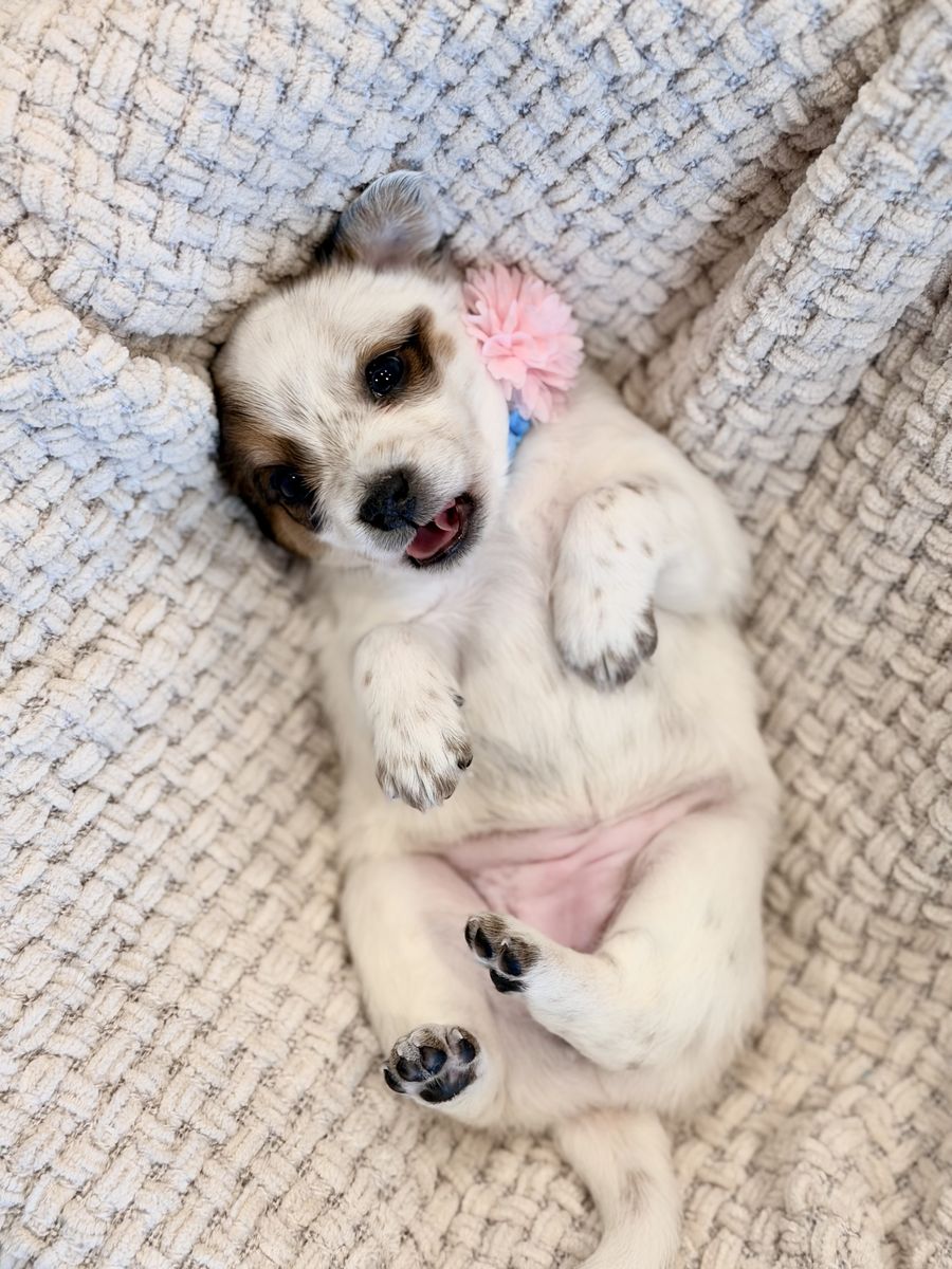 Miniature Golden Dooldle mix Puppies!