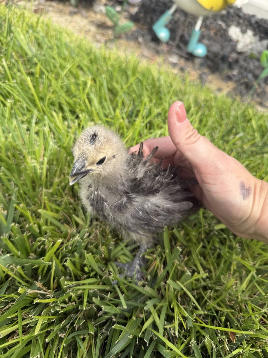 3 Week Old Frizzle Polish / Silkie Chick - Straight Run