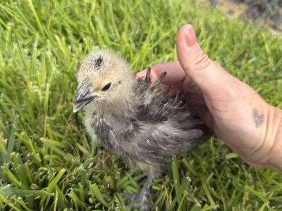 3 Week Old Frizzle Polish / Silkie Chick - Straight Run