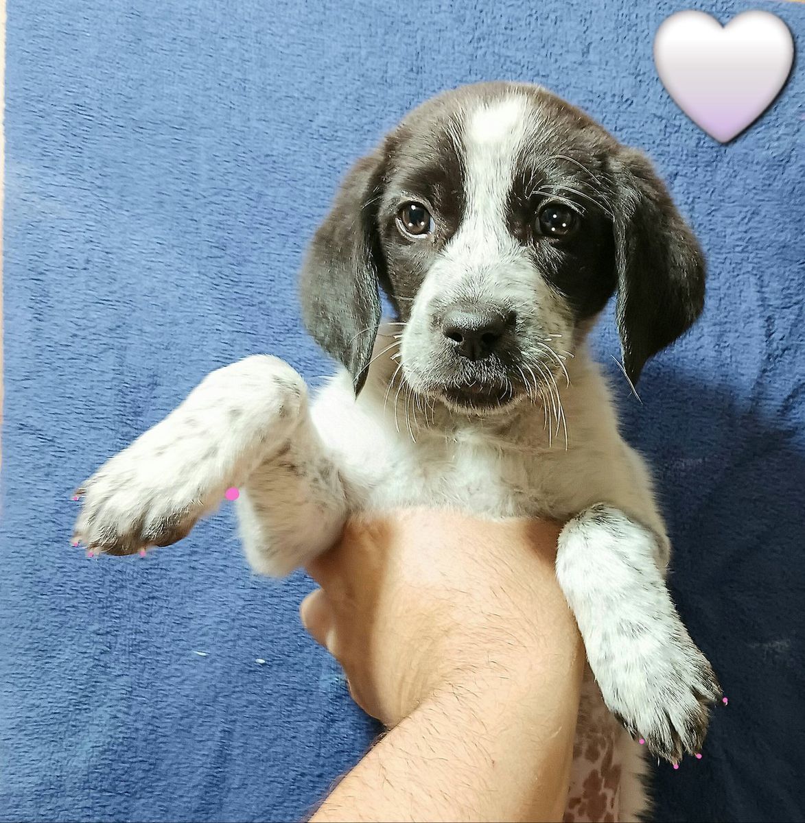Still Available 10/26. (LAST 3 FEMALES) Cutest TINY Fluffy Blue+Red ...