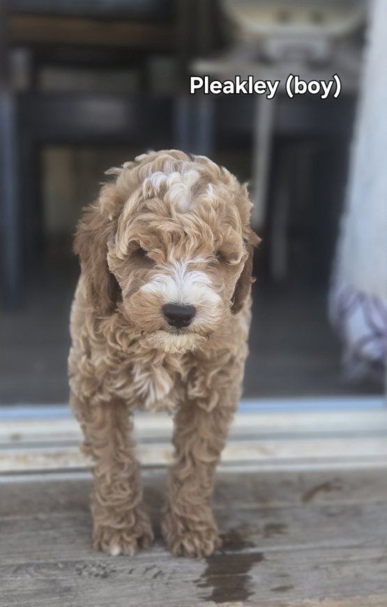 reduced price Mini Goldendoodle Puppies