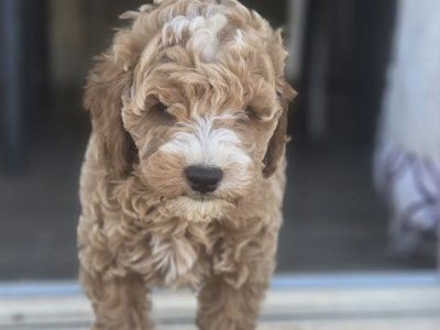 reduced price Mini Goldendoodle Puppies