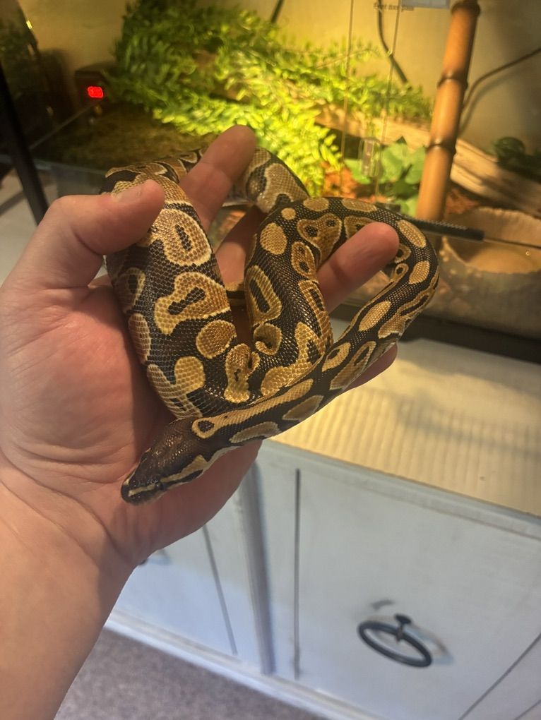 Ball python