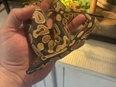Ball python